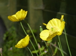 FZ015083 Yellow poppies in the shed.jpg
